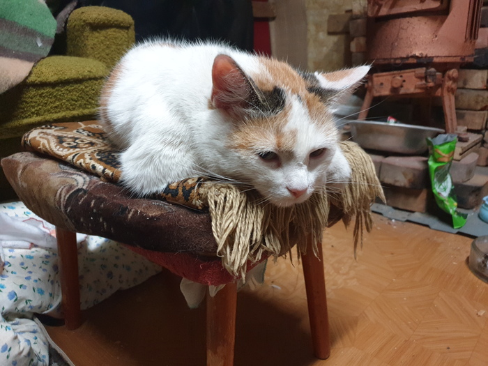 Ответ на пост «У кошек свои странности»