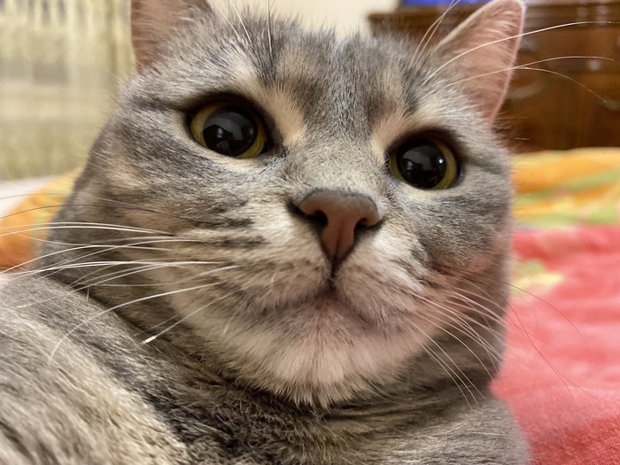 Кошандра