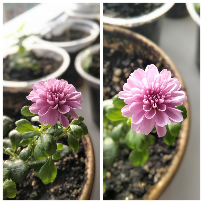 Хризантема мультифлора