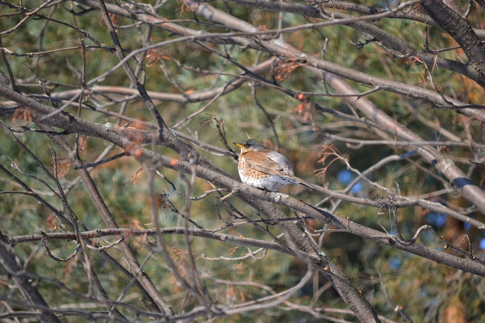 Дрозд-рябинник