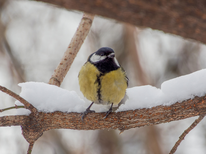 �������-�����