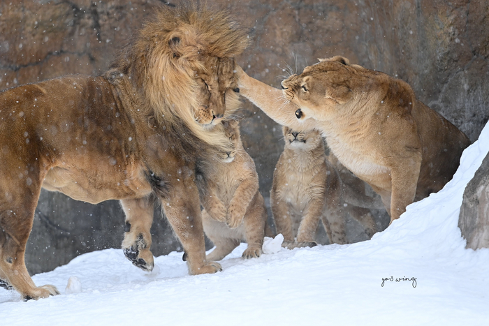 ����������...