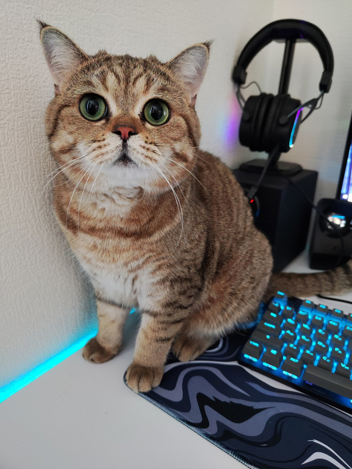 Hello world! It's a cat