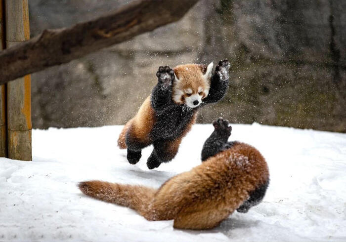 Ответ AlexMurch в «15000 манулов»