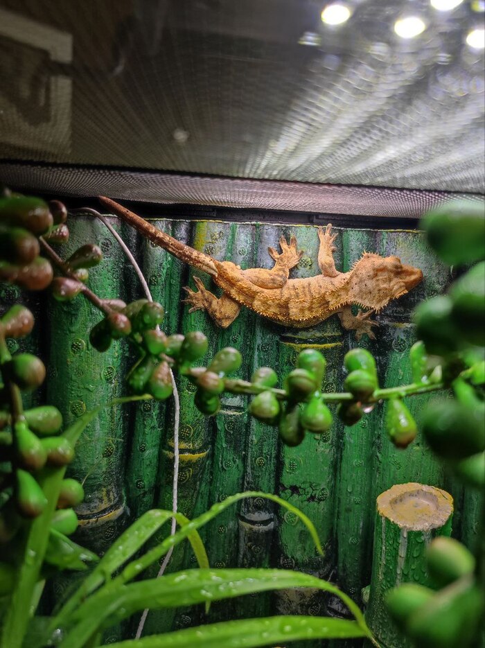 Не было забот у бабы | Пикабу