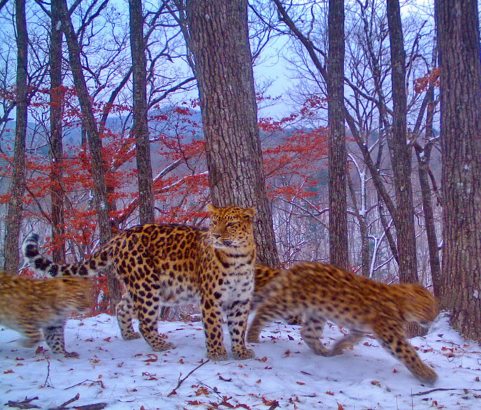 Под маминым надёжным присмотром