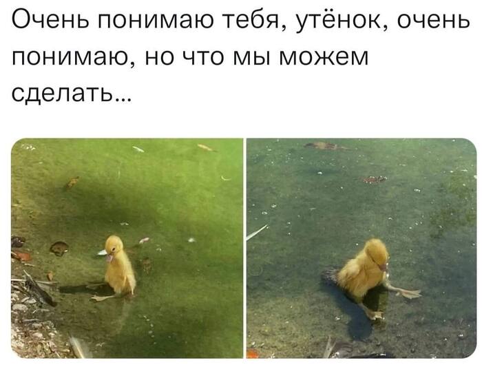 �������, �������