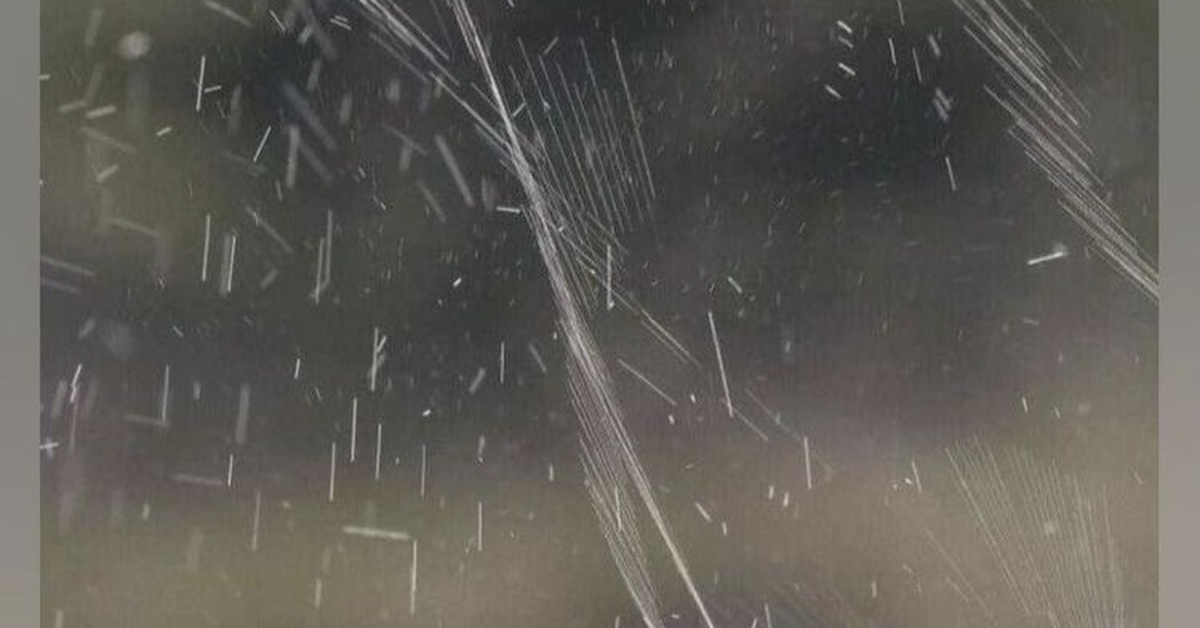 Как муравьи брызгают кислотой | Пикабу