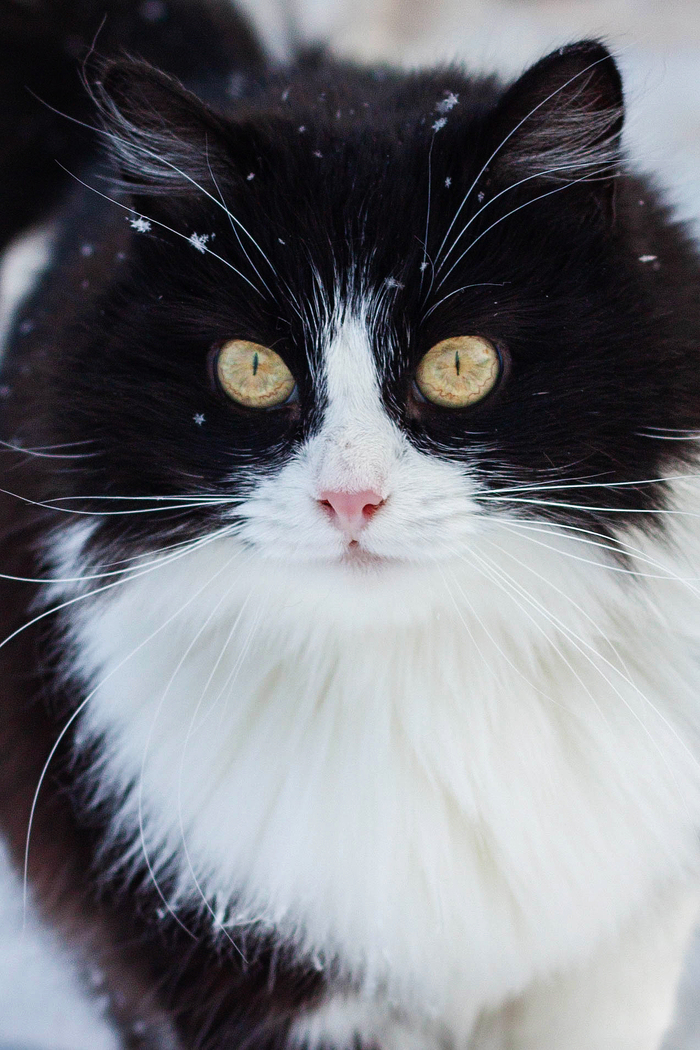 Кошка Картошка