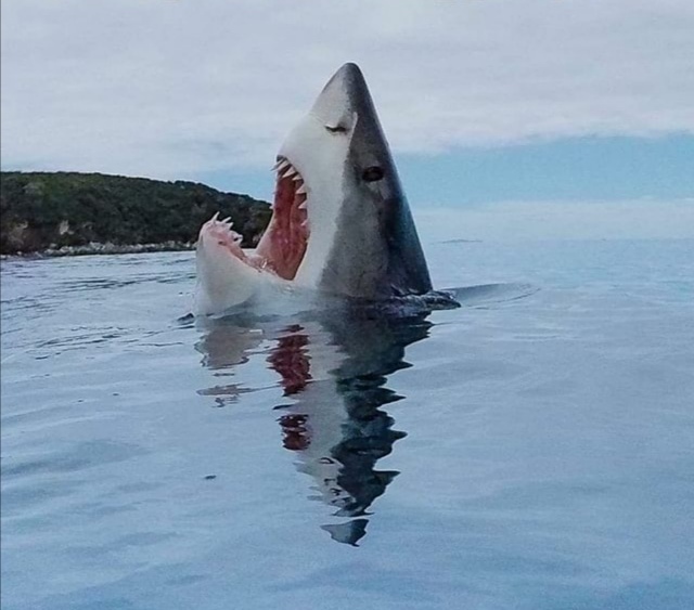 Природа удивительна - здесь мы видим, как акула наступила на детальку Lego