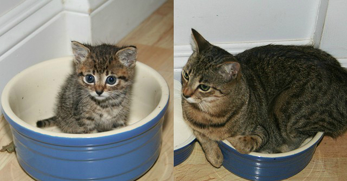 Фото Котенка И Взрослого Кота