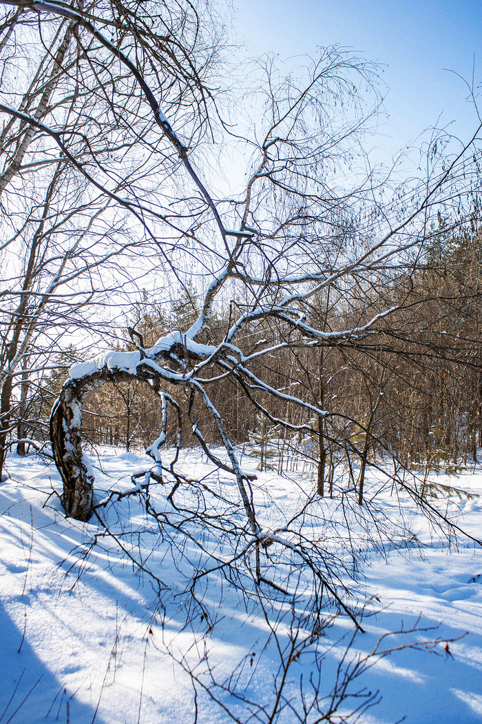 Дракучая береза