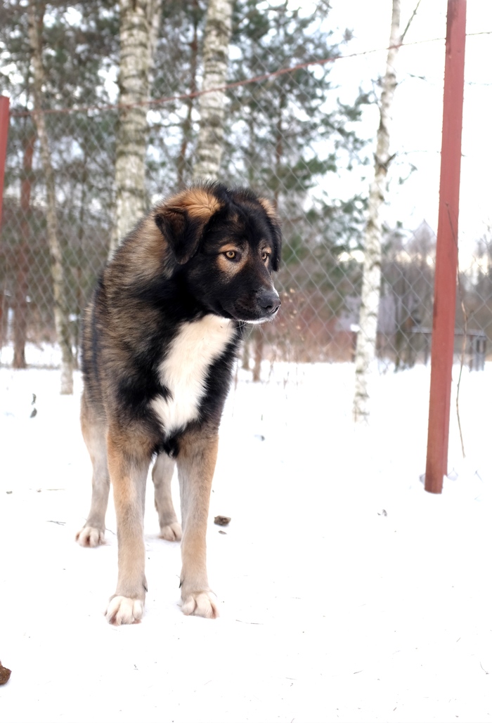 Человек для замечательной собаки, найдись скорее