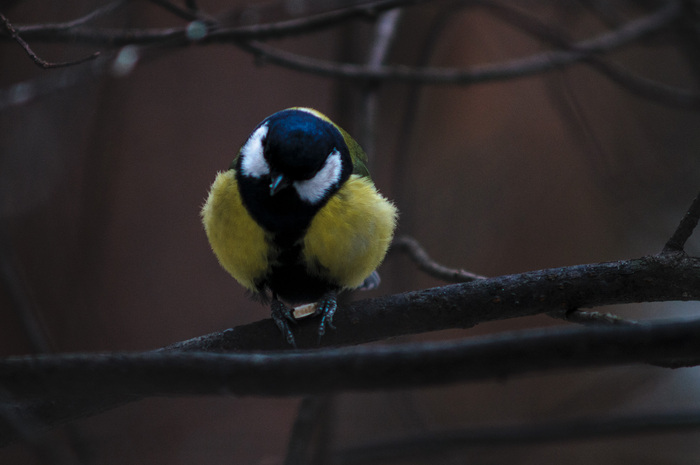 �� �����))