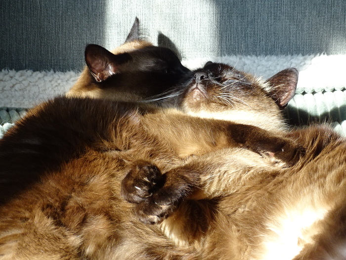 Когда любишь своего кота