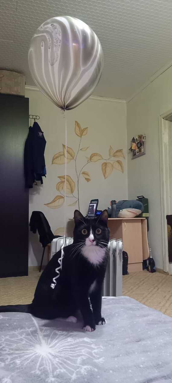 � ���� �������� ����