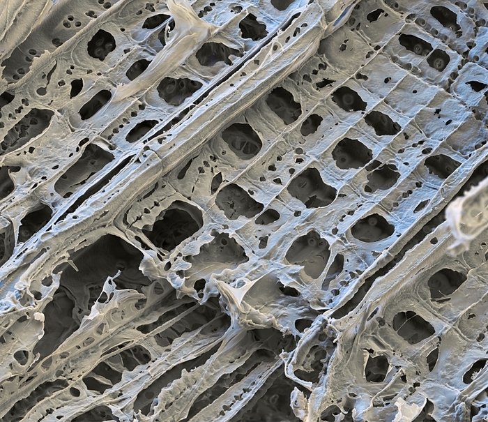 Гниение древесины под электронным микроскопом | Пикабу