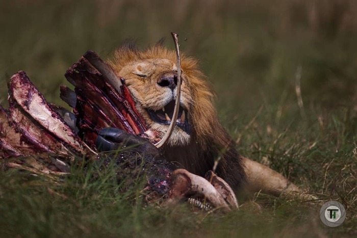 Наелся и спит