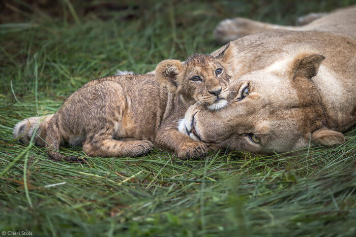 Лучшая подушка