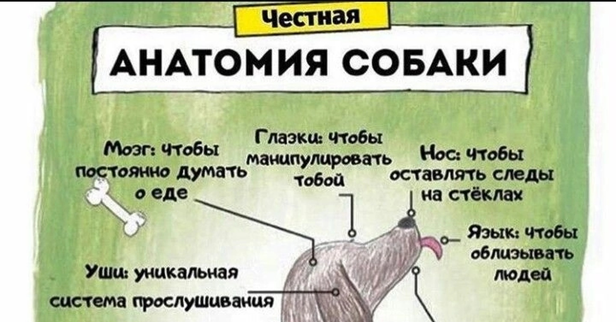 Тайная анатомия домашних животных | Пикабу