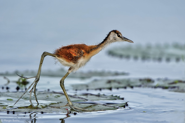 Птенцы африканской яканы Якана, Птицы, Птенец, Дикие животные, Дикая природа, Река, Южная Африка, Фотография, Длиннопост