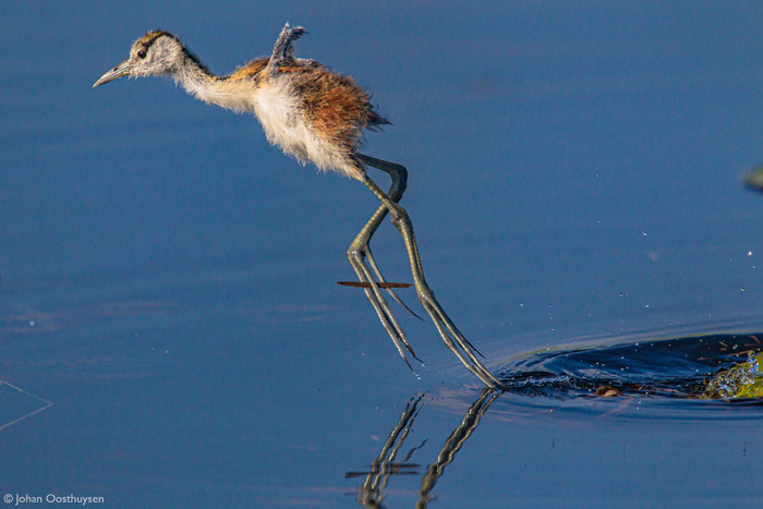 Птенцы африканской яканы Якана, Птицы, Птенец, Дикие животные, Дикая природа, Река, Южная Африка, Фотография, Длиннопост
