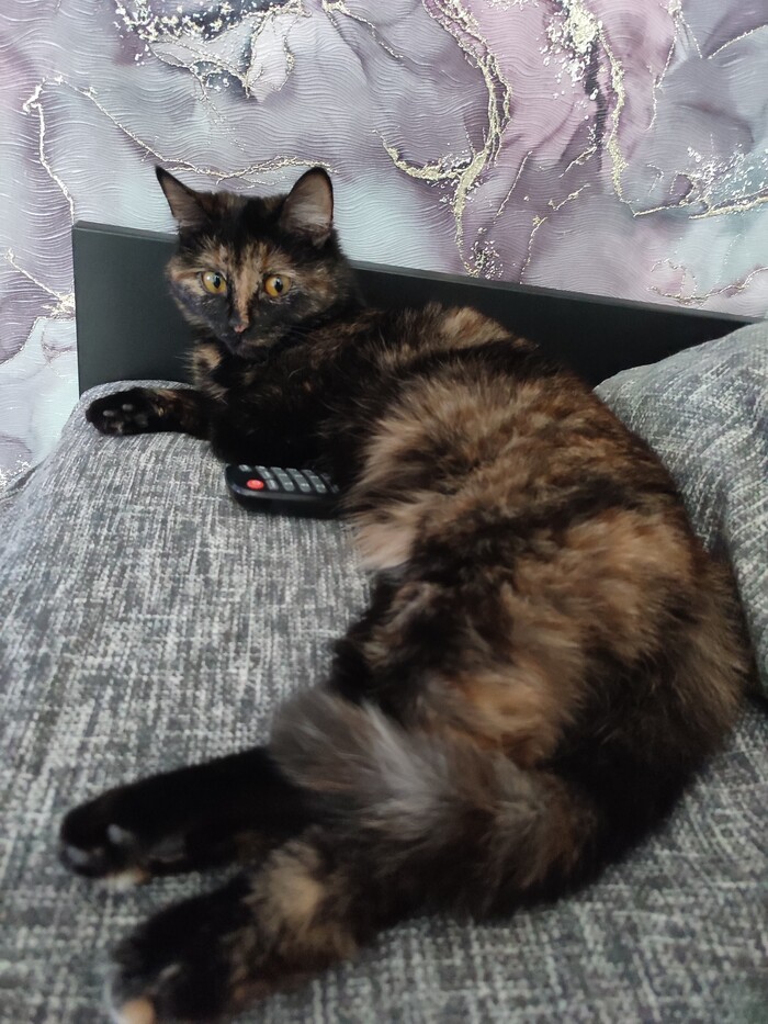 Кошачья жопа у моего носа !!!Кто задавался вопросом зачем это нужно??