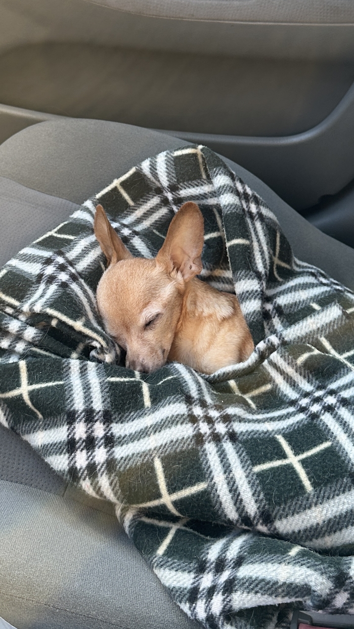 Лучший друг