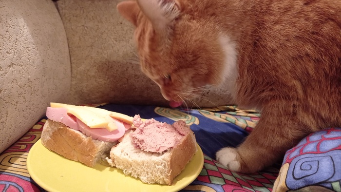 Из жизни кота Вениамина. Праздничное