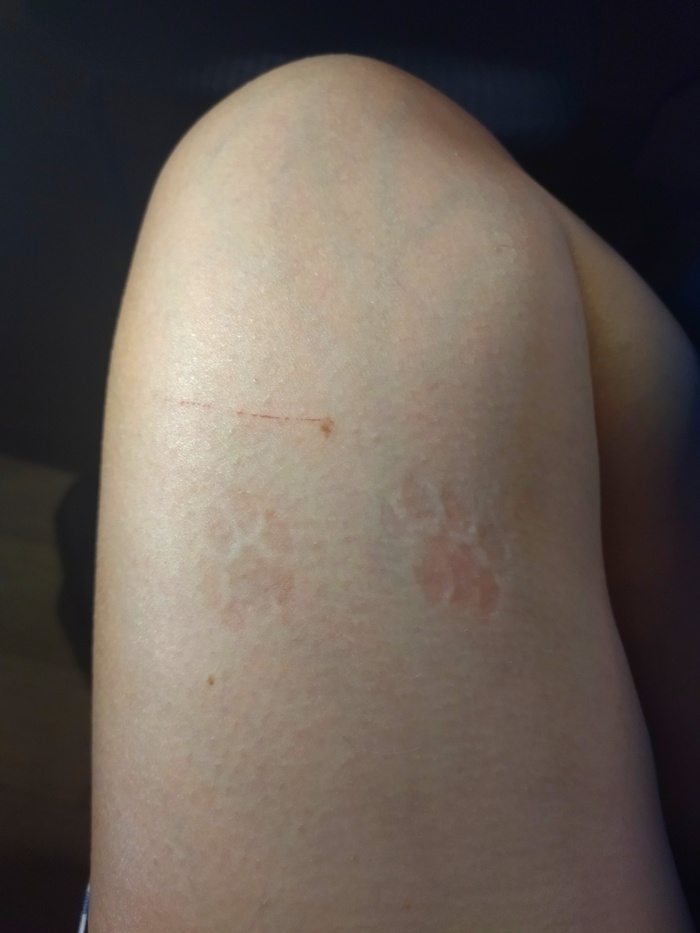 День котов и кошек