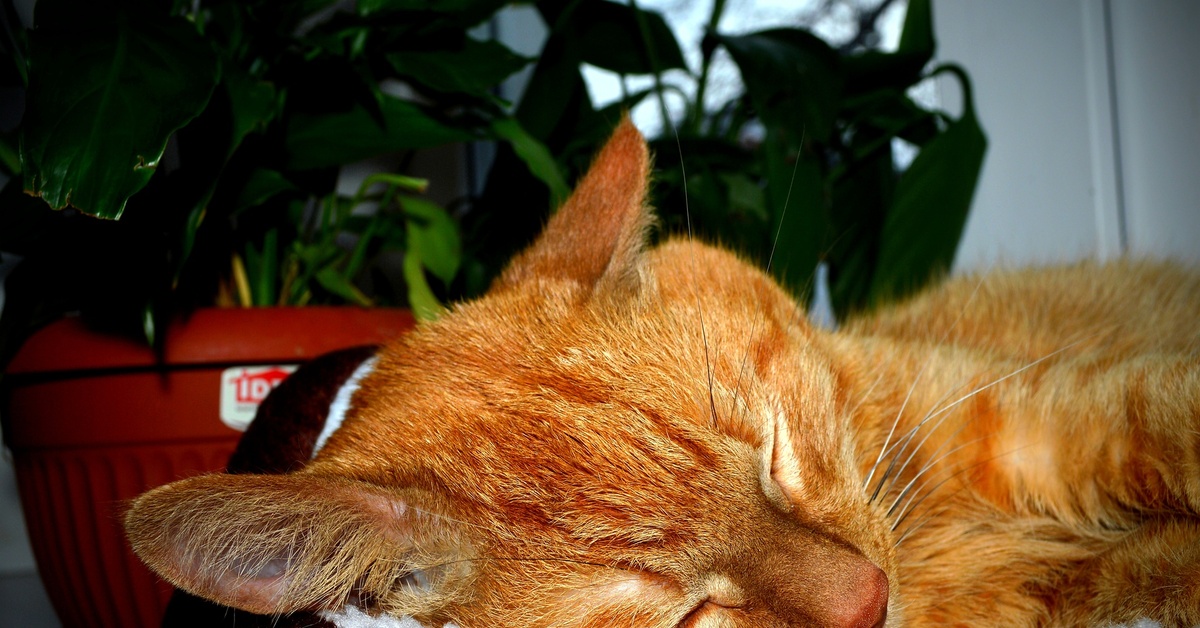 Видео спящего кота. Спящий кот. Рыжий кот. Спящие коты.