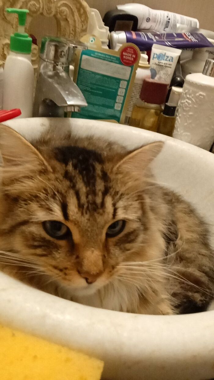 Котяпсий Тигри в гнезде, день котиков