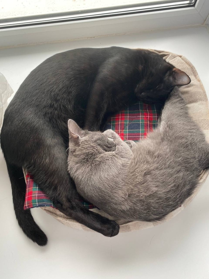 С Днём кошек!