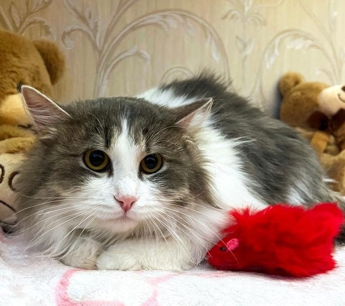 Сначала котика хотели усыпить из-за аллергии у ребёнка, а сегодня его хотят выгнать на улицу! Срочной поиск дома для Сэма Москва, Московская область, Кот, Котята, Помощь, Помощь животным, Спасение, Спасение животных, Ветеринария, В добрые руки, Бездомные животные, Без рейтинга, Негатив, Длиннопост, Сила Пикабу