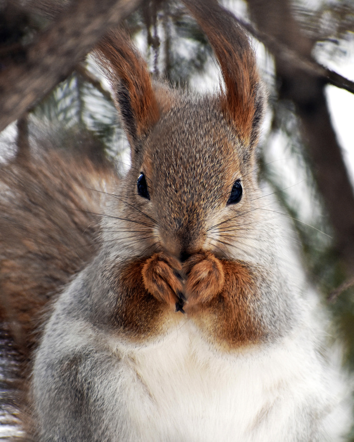 Любовь и белка