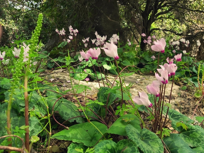 Лесная милота