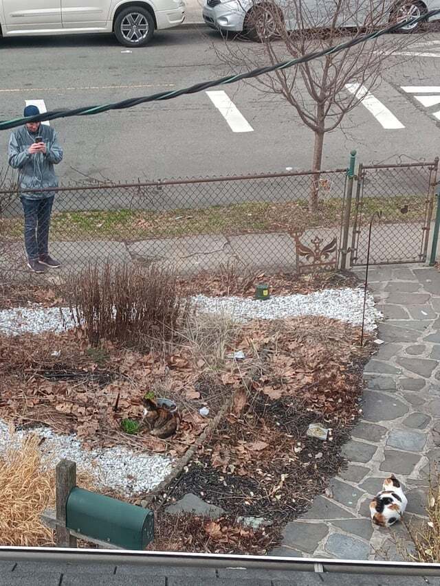 Просто фото парня, который фотографирует кошку