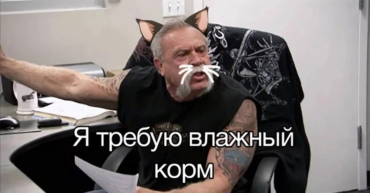 Кошачий корм | Пикабу