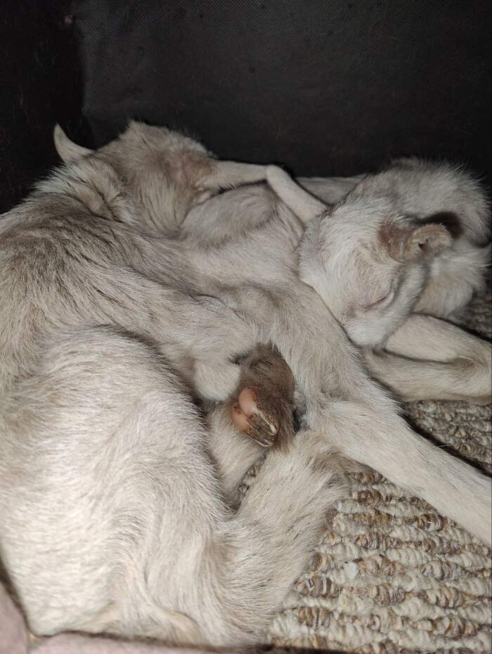 Продолжение поста «Соседка попросила меня забрать и выходить новорожденных козлят. Мать коза заболела»