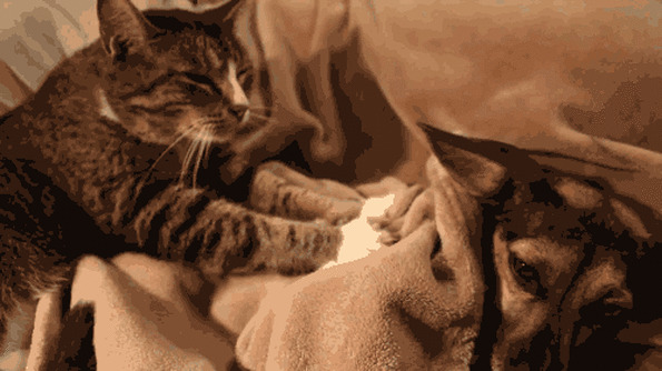 Зачем кошки топчут хозяев, как будто делают им массаж? В чём смысл такого  поведения? | Пикабу