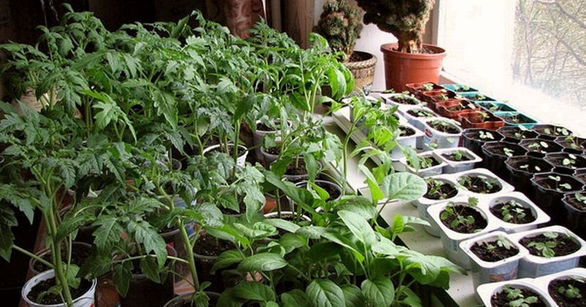 Рассада Овощей В Краснодарском Крае Купить