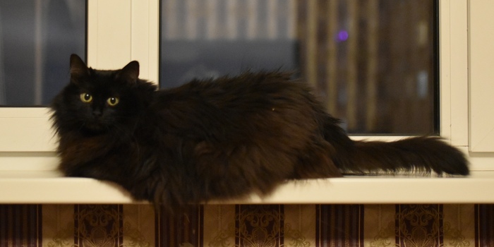 Пушистая красотка