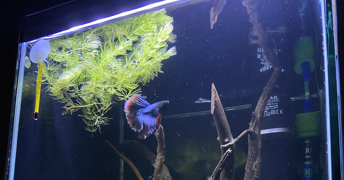 Злюка-петушок, горе в семье! | Пикабу