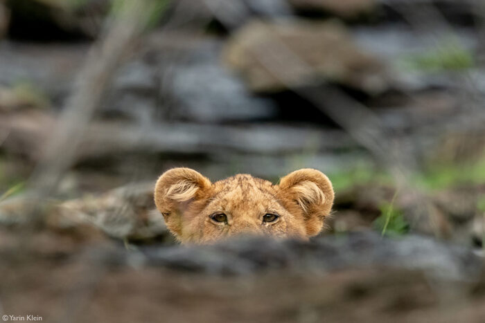 Любопытный, но осторожный