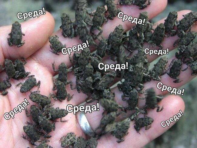 Среда, мои чуваки