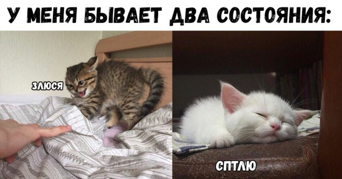 Два состояния. Я злюся кот. Злюся Мем. Злюся кот Мем. Я сейчас злюся Мем.