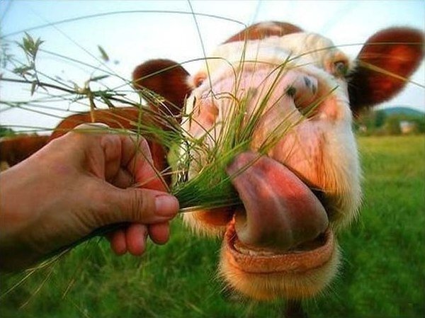 �������� ����������