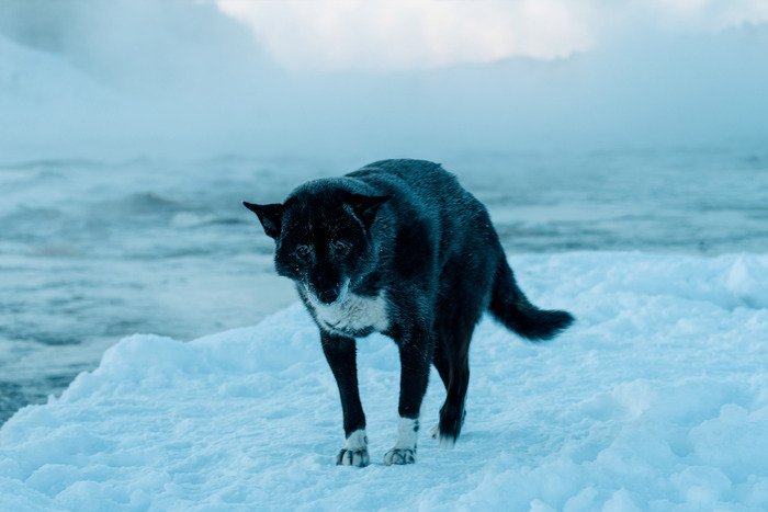 Хозяин, хватит рыбу ловить! Я замерз!