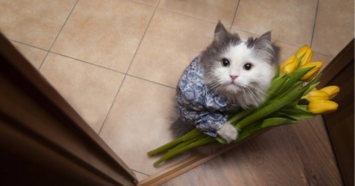 Кот Дарит Цветы Картинки