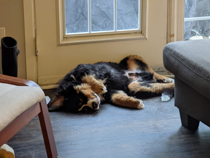 Его зовут Лось